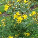 Hypericum elatum 'Elstead'